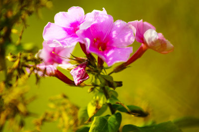 【深秋DE花攝影圖片】農(nóng)產(chǎn)品采摘莊園生態(tài)攝影_太平洋電腦網(wǎng)攝影部落