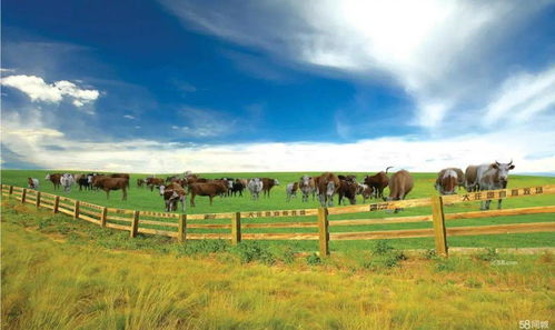 讓最優(yōu)質的生態(tài)牛羊肉產(chǎn)品走向全國載譽世界 記大莊園集團