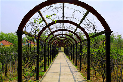 江島莊園(江心洲)