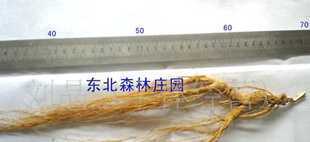長白山莊園20年大枝移山參 珍稀養生之寶