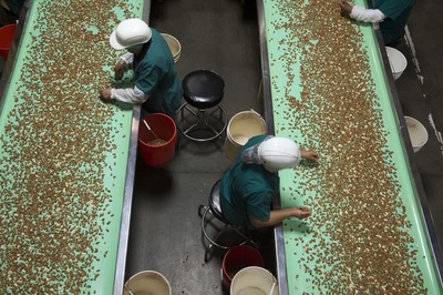 探訪加州山谷的巴旦木莊園